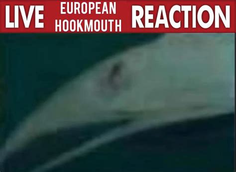 europan hookmouth|Life On Europa Leaked Documents / Europan Hookmouth Hoax